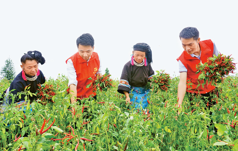  　　貴州省重視年輕干部基層歷練，讓年輕干部在基層墩苗成長。圖為在新一輪駐村幫扶中，黔東南苗族侗族自治州年輕干部與群眾一同在田間勞動(dòng)，助力鄉(xiāng)村振興。 貴州省委組織部供圖
